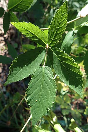 Rubus montanus \ Mittelgebirgs-Brombeere / Mountain Bramble, D Odenwald, Fischbachtal 26.8.2016