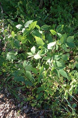 Rubus montanus \ Mittelgebirgs-Brombeere, D Odenwald, Fischbachtal 26.8.2016
