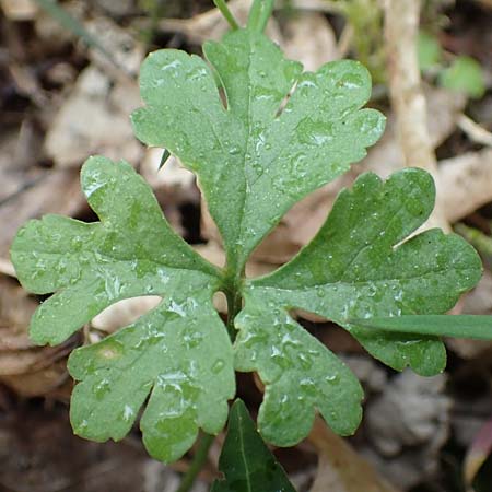 Ranunculus meckelensis \ Meckeler Gold-Hahnenfu / Meckel Goldilocks, D Meckel 22.4.2017