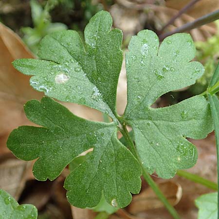 Ranunculus meckelensis \ Meckeler Gold-Hahnenfu / Meckel Goldilocks, D Meckel 22.4.2017