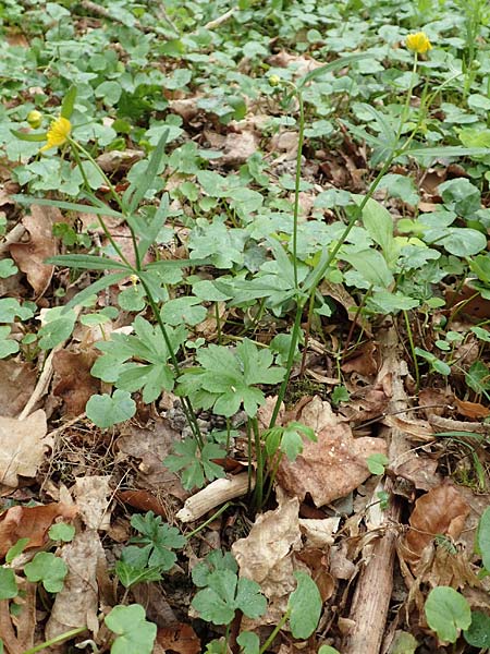 Ranunculus meckelensis \ Meckeler Gold-Hahnenfu / Meckel Goldilocks, D Meckel 22.4.2017