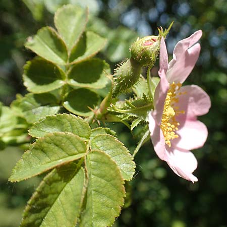 Rosa micrantha \ Kleinbltige Rose / Small-Flowered Sweet Briar, D Neckartenzlingen 17.6.2017