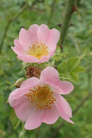 Rosa micrantha \ Kleinbltige Rose / Small-Flowered Sweet Briar, D Botan. Gar.  Universit.  Tübingen 17.6.2017
