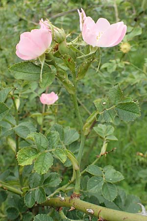 Rosa micrantha \ Kleinblütige Rose, D Botan. Gar.  Universit.  Tübingen 17.6.2017