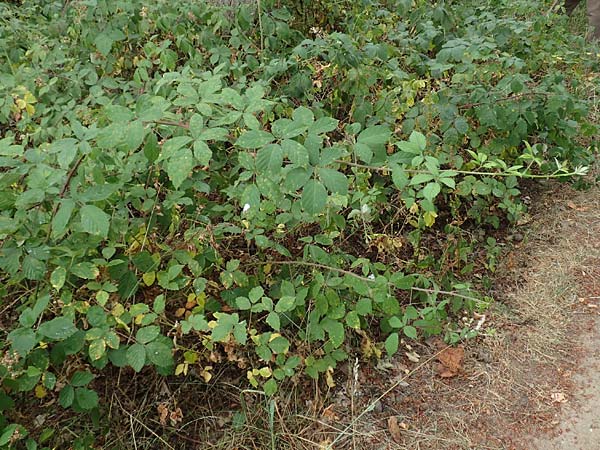 Rubus montanus \ Mittelgebirgs-Brombeere, D Odenwald, Mörlenbach 5.7.2018