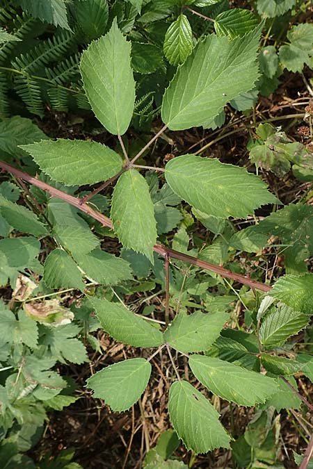 Rubus gratus \ Angenehme Brombeere, D Herne 27.7.2019