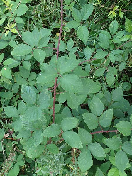 Rubus meierottii \ Meierotts Haselblatt-Brombeere / Meierott's Bramble, D Rabenau-Geilshausen 30.7.2019