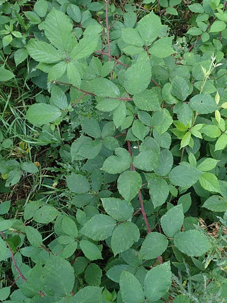 Rubus meierottii \ Meierotts Haselblatt-Brombeere, D Rabenau-Geilshausen 30.7.2019