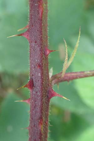 Rubus meierottii \ Meierotts Haselblatt-Brombeere, D Rabenau-Geilshausen 30.7.2019