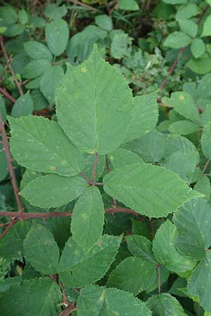 Rubus meierottii \ Meierotts Haselblatt-Brombeere, D Rabenau-Geilshausen 30.7.2019