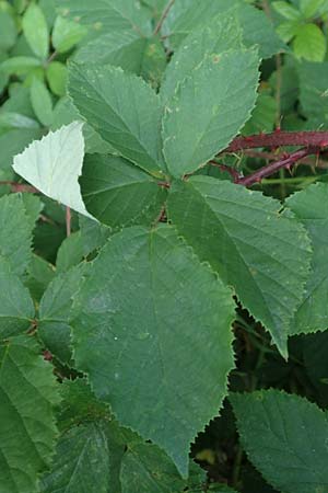 Rubus meierottii \ Meierotts Haselblatt-Brombeere / Meierott's Bramble, D Rabenau-Geilshausen 30.7.2019