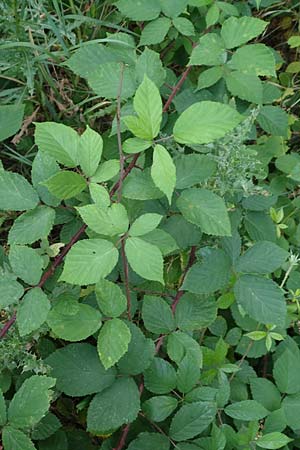 Rubus meierottii \ Meierotts Haselblatt-Brombeere, D Rabenau-Geilshausen 30.7.2019