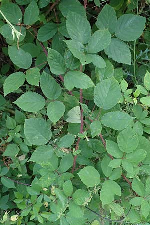 Rubus meierottii \ Meierotts Haselblatt-Brombeere / Meierott's Bramble, D Rabenau-Geilshausen 30.7.2019