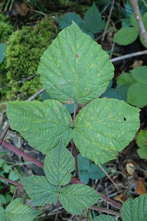 Rubus mougeotii \ Mougeots Haselblatt-Brombeere, D Karlsruhe 18.8.2019