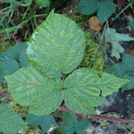 Rubus mougeotii \ Mougeots Haselblatt-Brombeere / Mougeot's Bramble, D Karlsruhe 18.8.2019