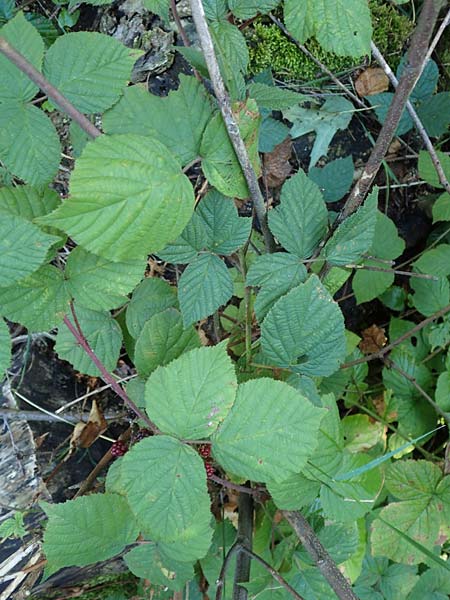 Rubus mougeotii \ Mougeots Haselblatt-Brombeere, D Karlsruhe 18.8.2019