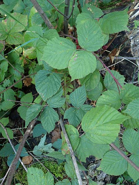 Rubus mougeotii \ Mougeots Haselblatt-Brombeere, D Karlsruhe 18.8.2019