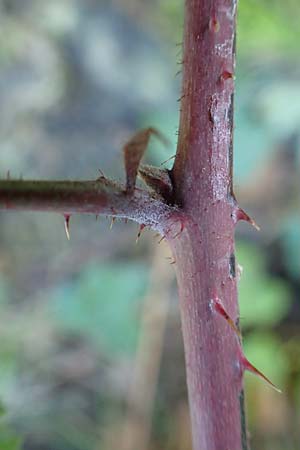 Rubus mougeotii \ Mougeots Haselblatt-Brombeere / Mougeot's Bramble, D Karlsruhe 18.8.2019