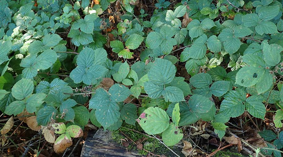 Rubus mougeotii \ Mougeots Haselblatt-Brombeere, D Karlsruhe 18.8.2019