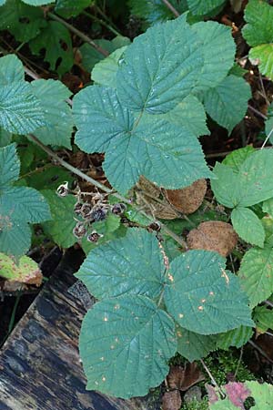 Rubus mougeotii \ Mougeots Haselblatt-Brombeere / Mougeot's Bramble, D Karlsruhe 18.8.2019