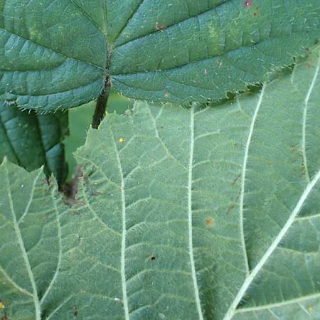 Rubus mougeotii \ Mougeots Haselblatt-Brombeere / Mougeot's Bramble, D Karlsruhe 18.8.2019