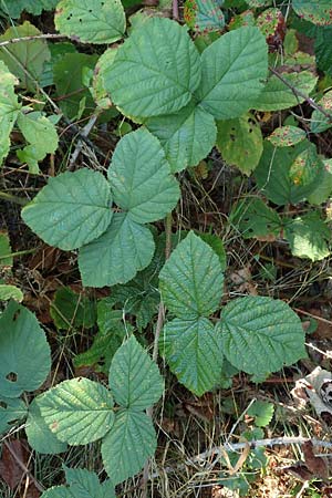 Rubus mougeotii \ Mougeots Haselblatt-Brombeere / Mougeot's Bramble, D Karlsruhe 18.8.2019