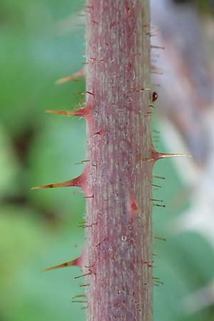 Rubus mougeotii \ Mougeots Haselblatt-Brombeere, D Karlsruhe 18.8.2019