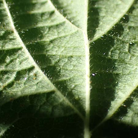 Rubus mougeotii \ Mougeots Haselblatt-Brombeere, D Karlsruhe 18.8.2019