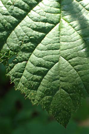 Rubus mougeotii \ Mougeots Haselblatt-Brombeere / Mougeot's Bramble, D Karlsruhe 18.8.2019