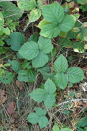 Rubus mougeotii \ Mougeots Haselblatt-Brombeere, D Karlsruhe 18.8.2019