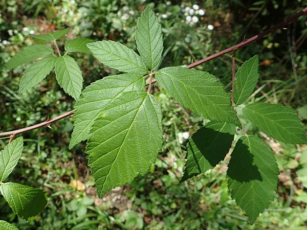 Rubus montanus \ Mittelgebirgs-Brombeere / Mountain Bramble, D Karlsruhe 18.8.2019