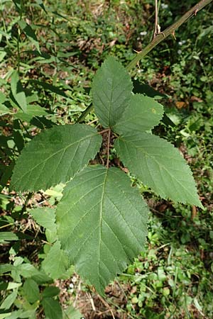 Rubus montanus \ Mittelgebirgs-Brombeere / Mountain Bramble, D Karlsruhe 18.8.2019