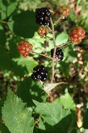 Rubus montanus \ Mittelgebirgs-Brombeere / Mountain Bramble, D Karlsruhe 18.8.2019