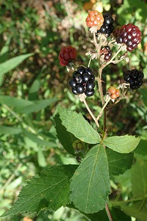 Rubus montanus \ Mittelgebirgs-Brombeere / Mountain Bramble, D Karlsruhe 18.8.2019