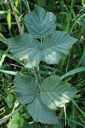 Rubus mougeotii \ Mougeots Haselblatt-Brombeere / Mougeot's Bramble, D Eggenstein-Leopoldshafen 18.8.2019