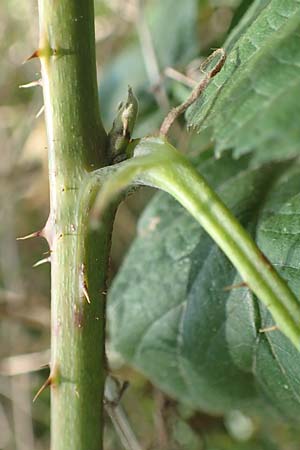 Rubus mollis \ Weiche Haselblatt-Brombeere, D Sachsenheim-Häfnerhaslach 11.9.2019