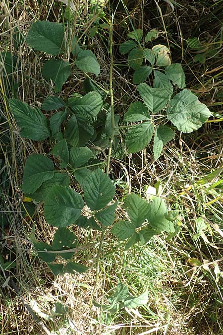 Rubus mollis \ Weiche Haselblatt-Brombeere, D Sachsenheim-Häfnerhaslach 11.9.2019