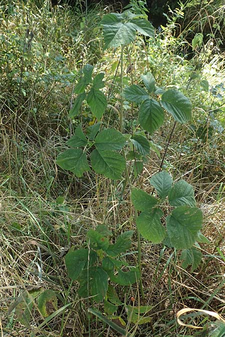 Rubus mollis \ Weiche Haselblatt-Brombeere, D Sachsenheim-Häfnerhaslach 11.9.2019