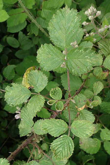 Rubus spec9 ? \ Haselblatt-Brombeere, D Salmünster Mühlwiese 20.6.2020