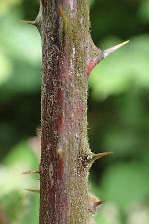 Rubus spec9 ? \ Haselblatt-Brombeere / Bramble, D Salmünster Mühlwiese 20.6.2020