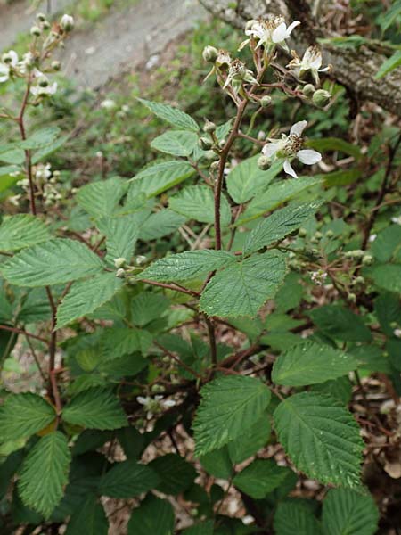 Rubus meierottii \ Meierotts Haselblatt-Brombeere, D Greifenstein-Holzhausen 22.6.2020