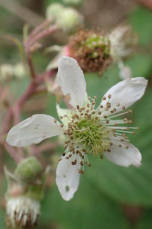 Rubus meierottii \ Meierotts Haselblatt-Brombeere / Meierott's Bramble, D Greifenstein-Holzhausen 22.6.2020