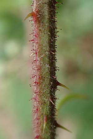 Rubus meierottii \ Meierotts Haselblatt-Brombeere, D Greifenstein-Holzhausen 22.6.2020