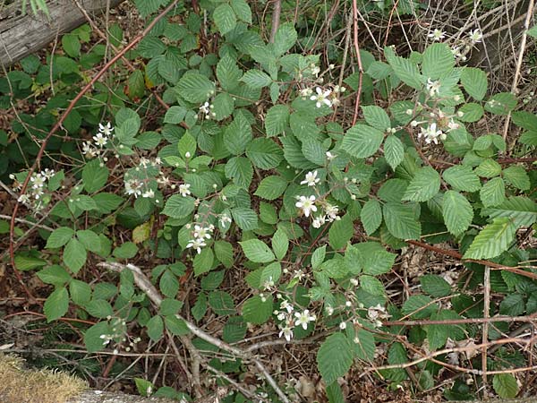 Rubus meierottii \ Meierotts Haselblatt-Brombeere, D Greifenstein-Holzhausen 22.6.2020