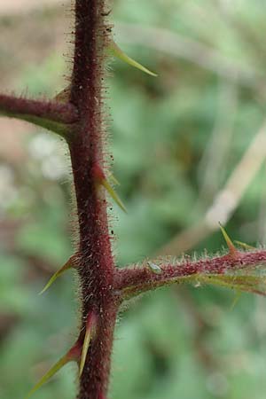 Rubus meierottii \ Meierotts Haselblatt-Brombeere, D Greifenstein-Holzhausen 22.6.2020