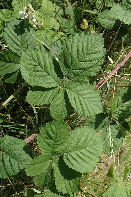 Rubus moerlenbach \ Mörlenbacher Haselblatt-Brombeere, D Odenwald, Weyher 14.7.2020