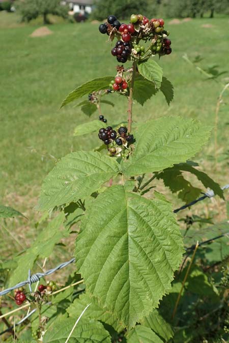 Rubus moerlenbach / Moerlenbach Bramble, D Odenwald, Weyher 14.7.2020