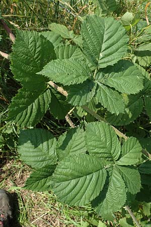 Rubus moerlenbach \ Mrlenbacher Haselblatt-Brombeere / Moerlenbach Bramble, D Odenwald, Weyher 14.7.2020
