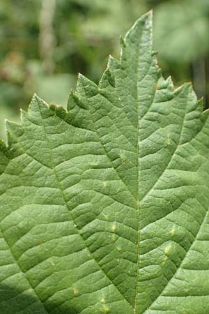 Rubus moerlenbach \ Mrlenbacher Haselblatt-Brombeere / Moerlenbach Bramble, D Odenwald, Weyher 14.7.2020