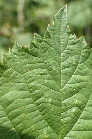 Rubus moerlenbach / Moerlenbach Bramble, D Odenwald, Weyher 14.7.2020